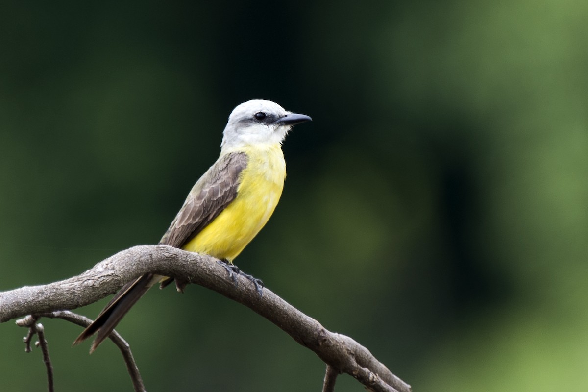 White-throated Kingbird - ML296420911