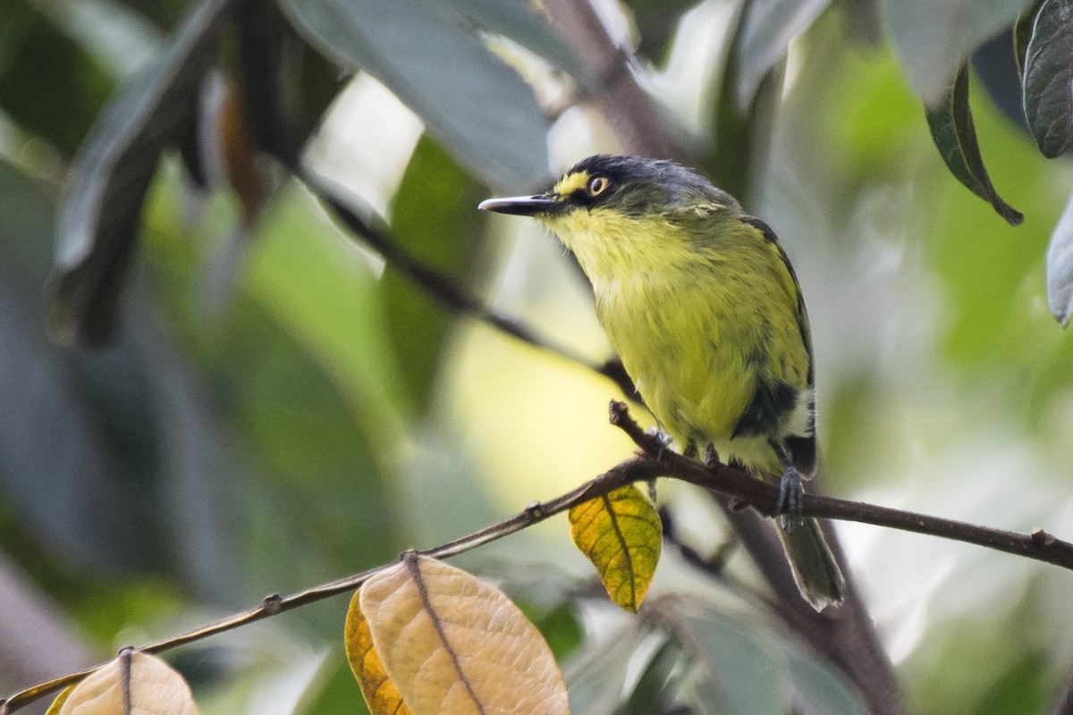 Gray-headed Tody-Flycatcher - ML296421071