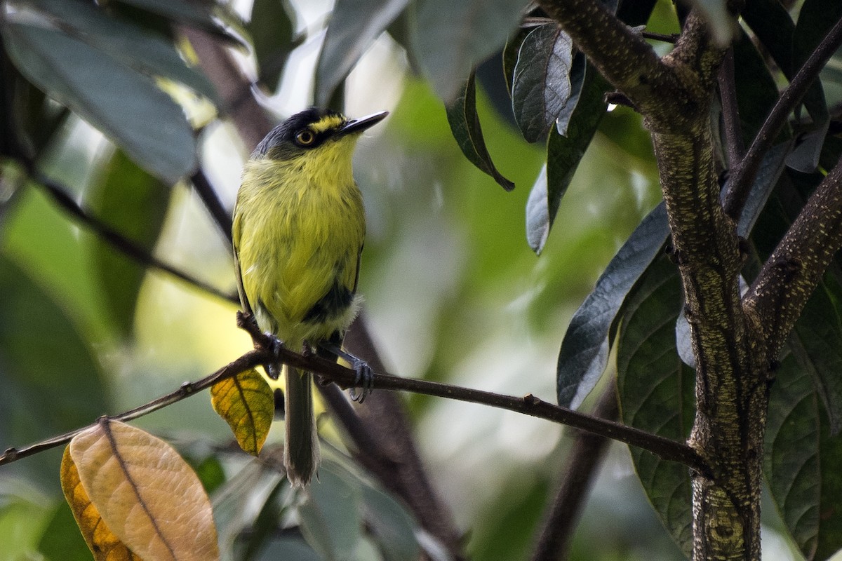 Gray-headed Tody-Flycatcher - ML296421081