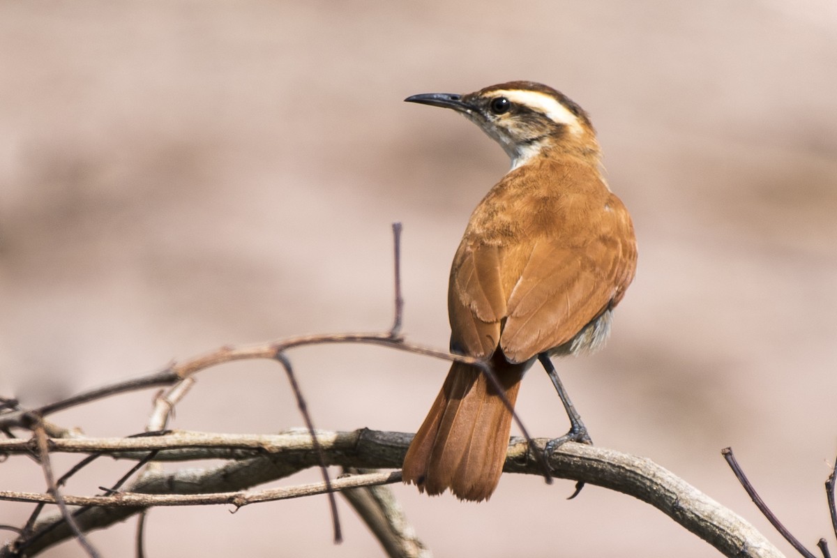 Wing-banded Hornero - ML296421211