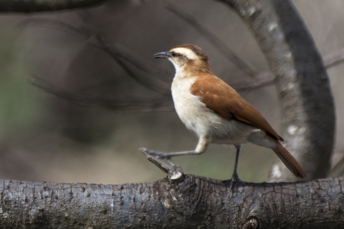 Wing-banded Hornero - ML296421231