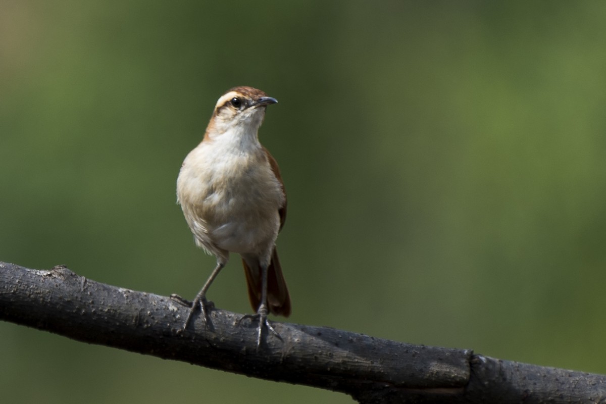 Wing-banded Hornero - ML296421241