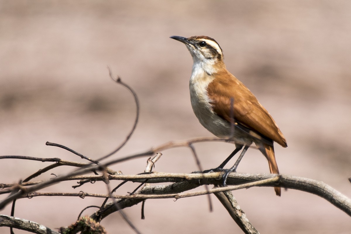 Wing-banded Hornero - ML296421251