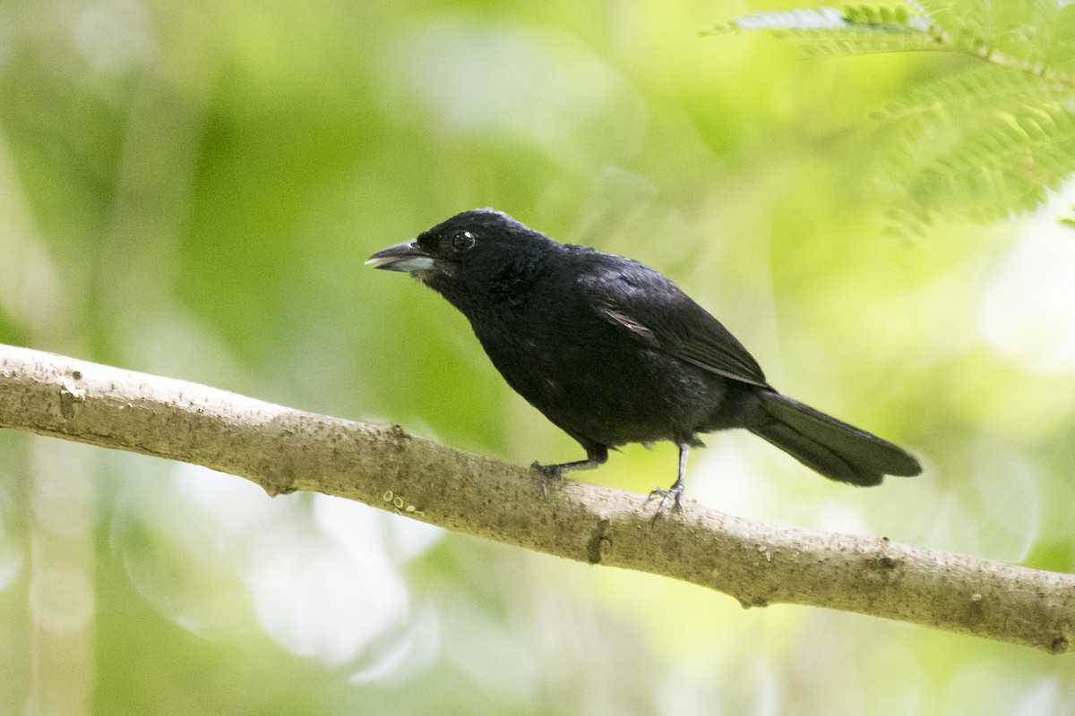 Ruby-crowned Tanager - ML296421351