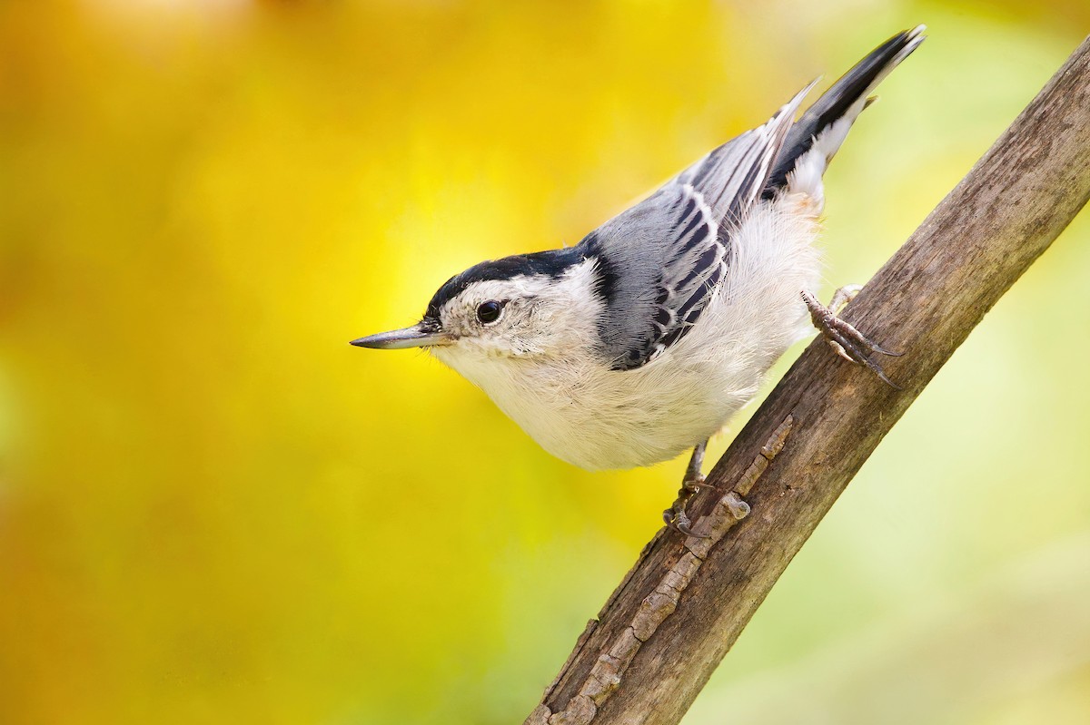 White-breasted Nuthatch - Zane Shantz