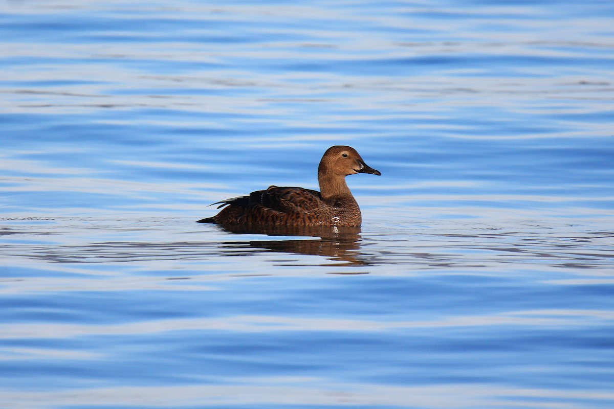 King Eider - ML296423711