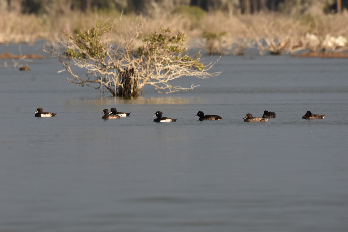 Tufted Duck - ML296423931