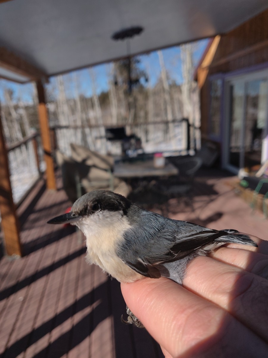 Pygmy Nuthatch - ML296423941