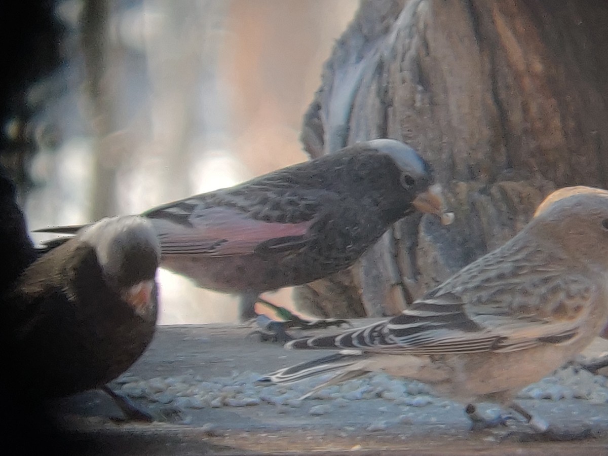 Black Rosy-Finch - Matthew Webb