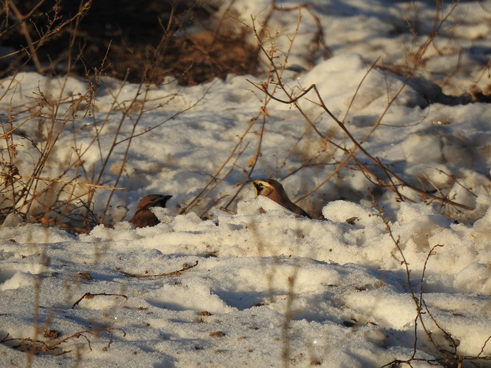 Horned Lark - ML296424071