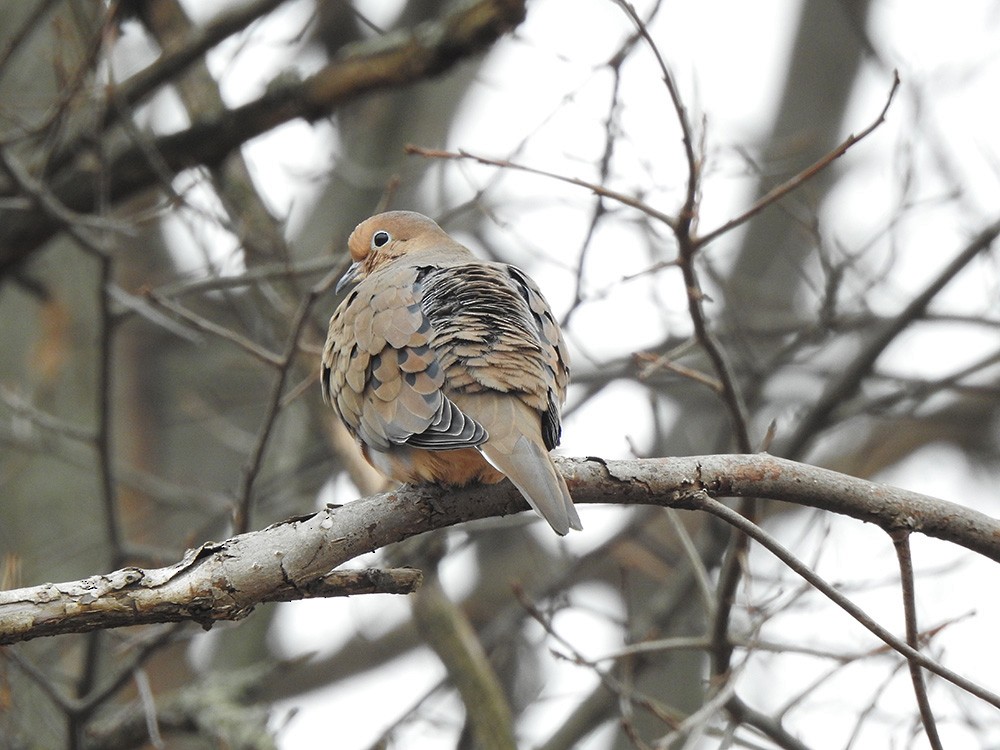 Mourning Dove - ML296424201