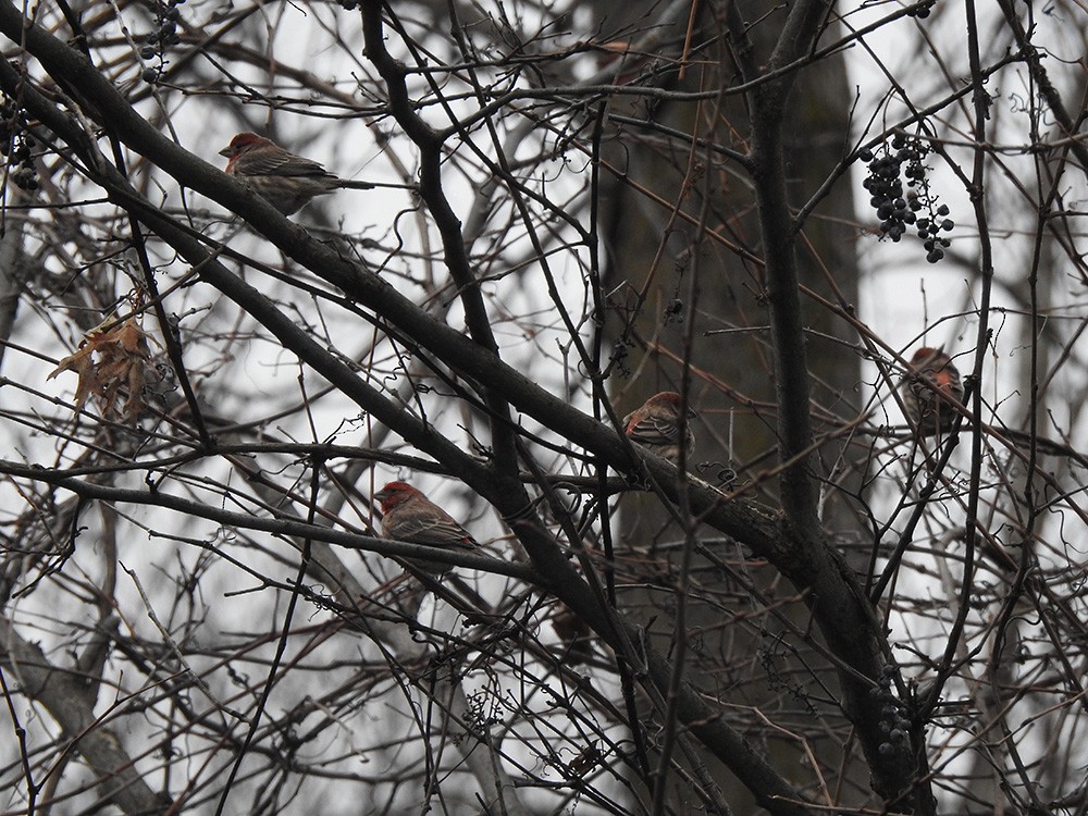 House Finch - ML296424301