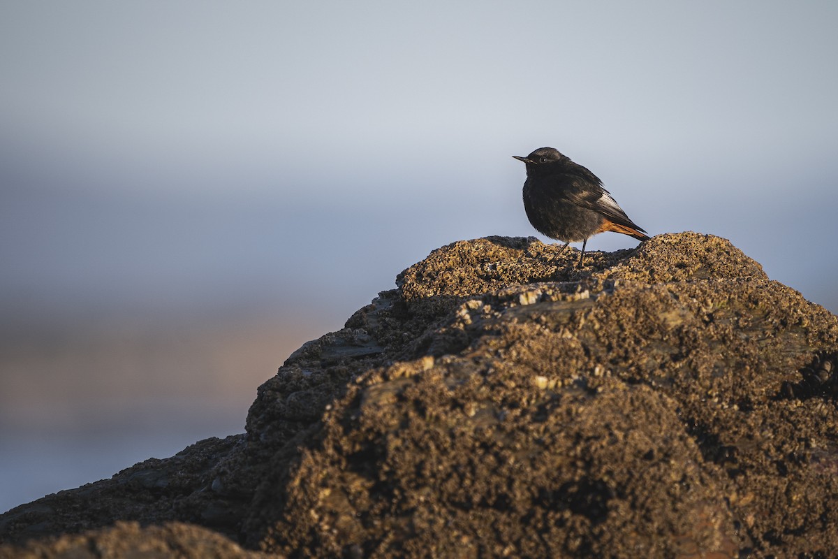 Black Redstart - ML296424821