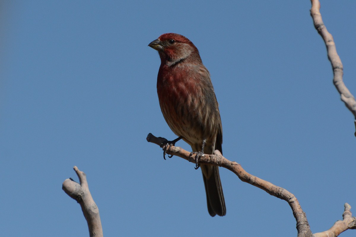 House Finch - ML296426381