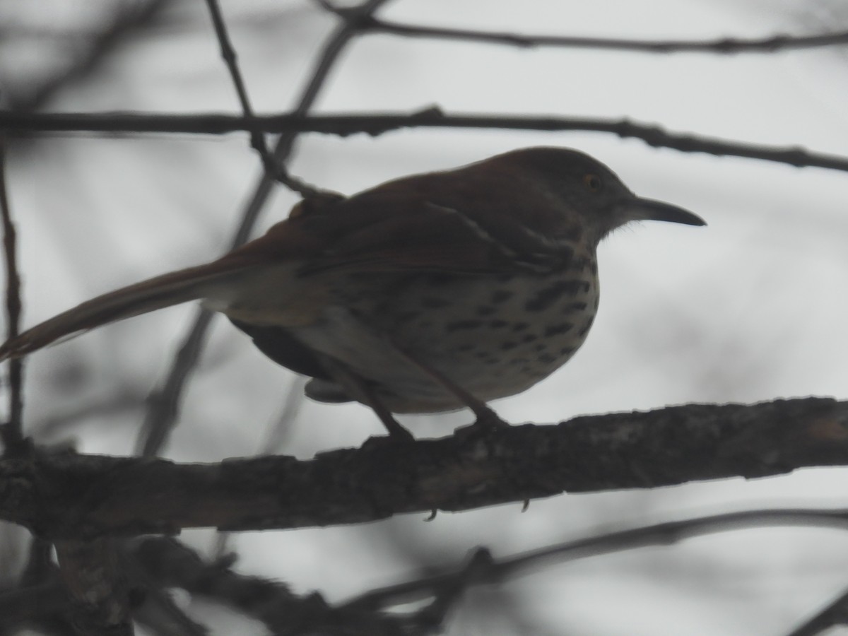 Brown Thrasher - ML296428031