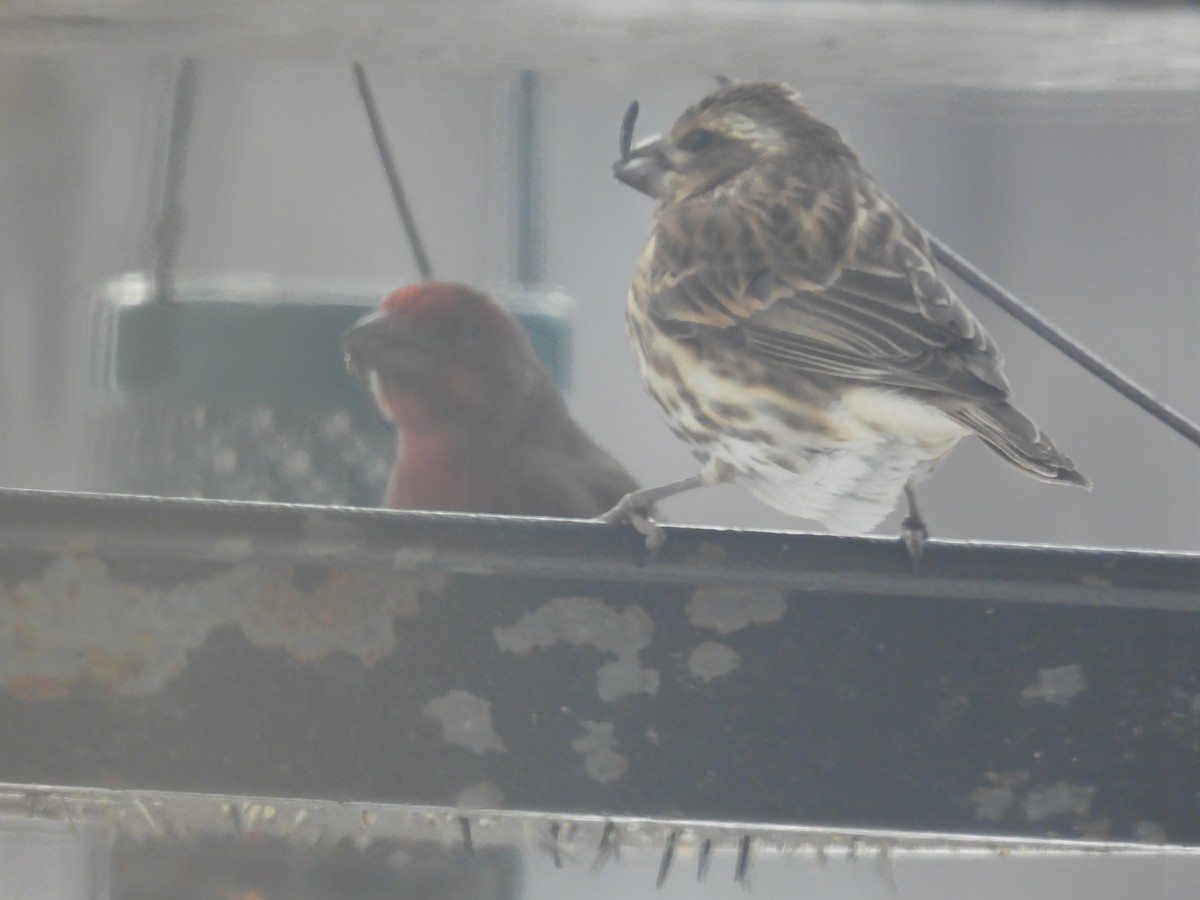 Purple Finch - ML296428311