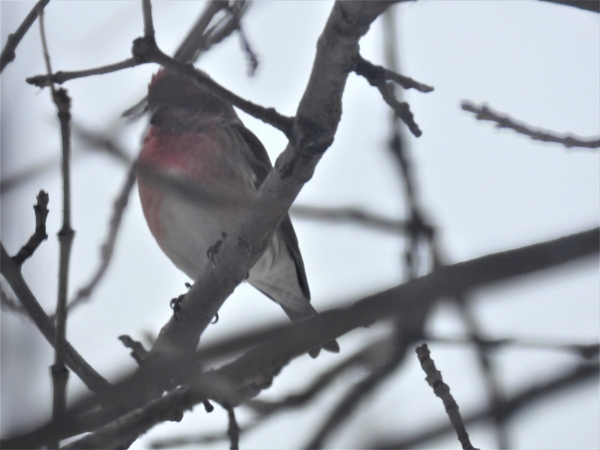 Purple Finch - Paul & Koni Fank