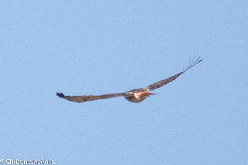 Red-tailed Hawk - ML296434801