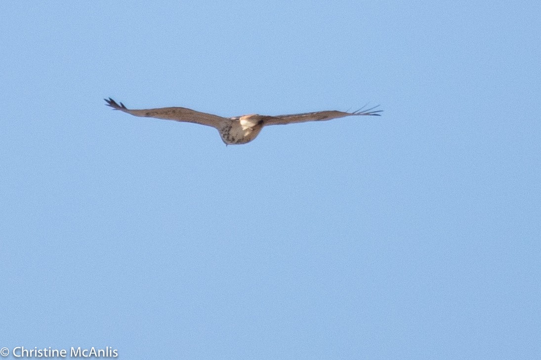 Red-tailed Hawk - ML296434811