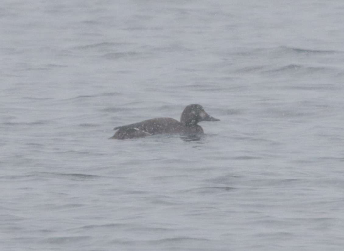 Velvet Scoter - ML296436451