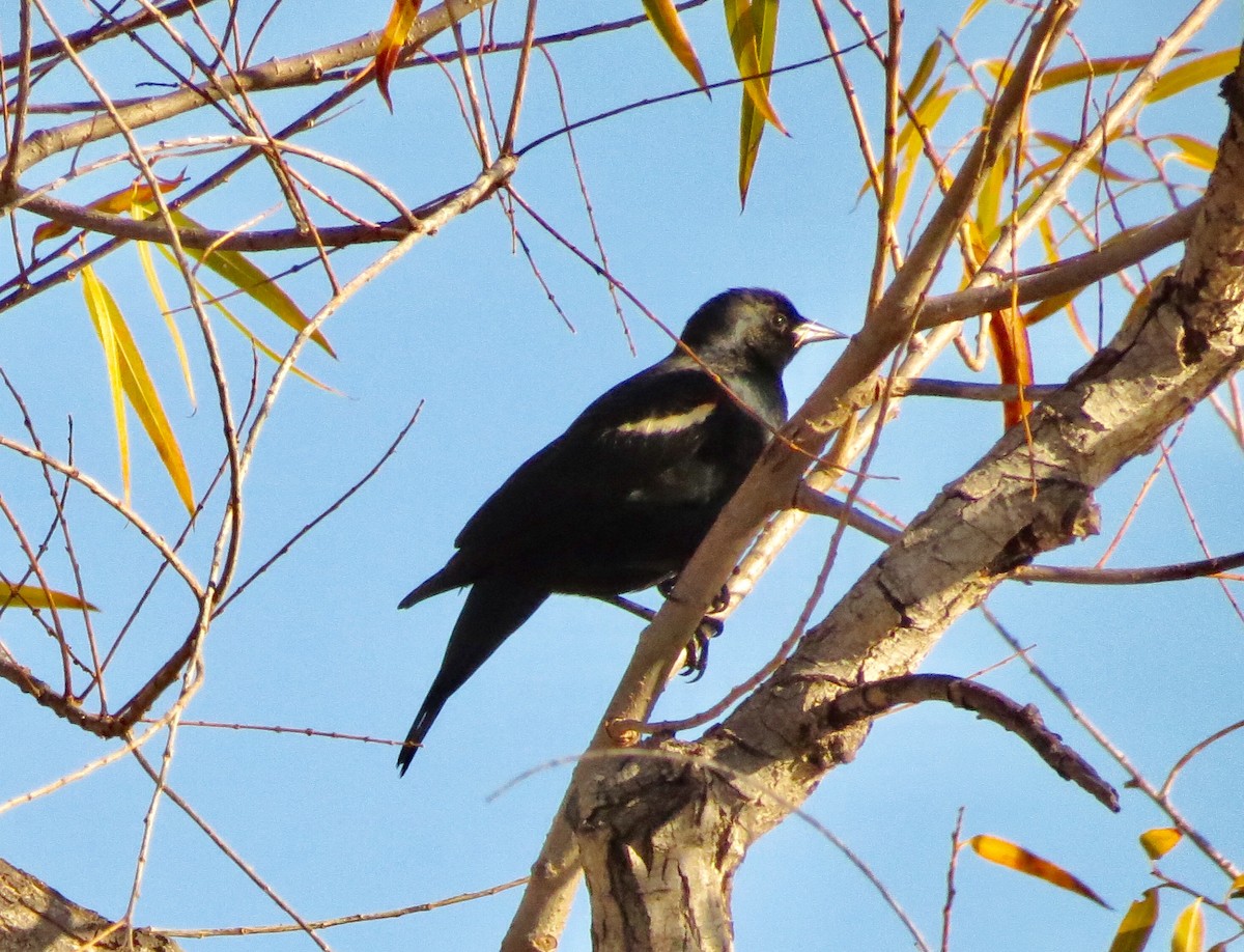 Tricolored Blackbird - ML296437111