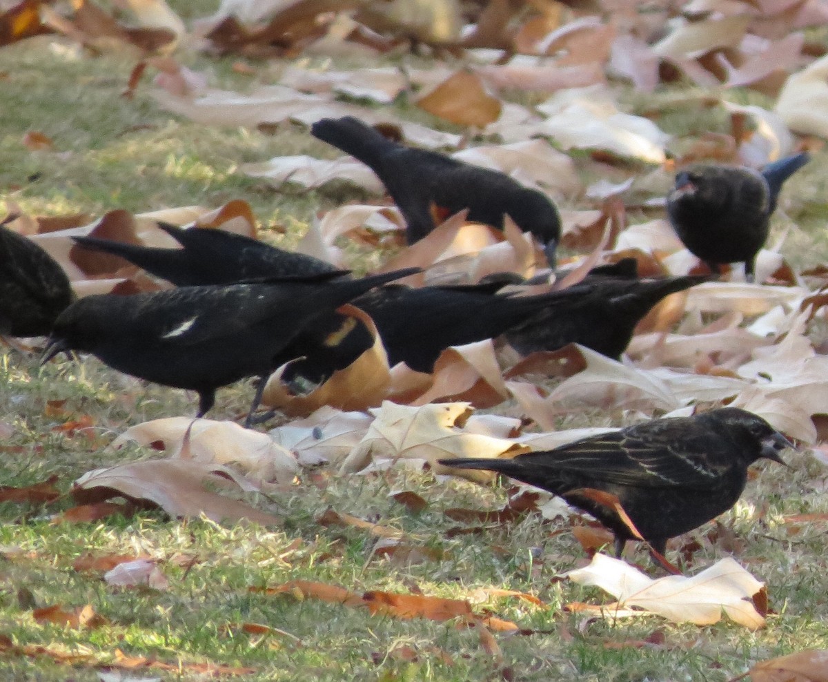 Tricolored Blackbird - ML296437301