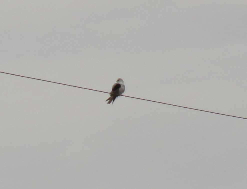 White-tailed Kite - ML296437951