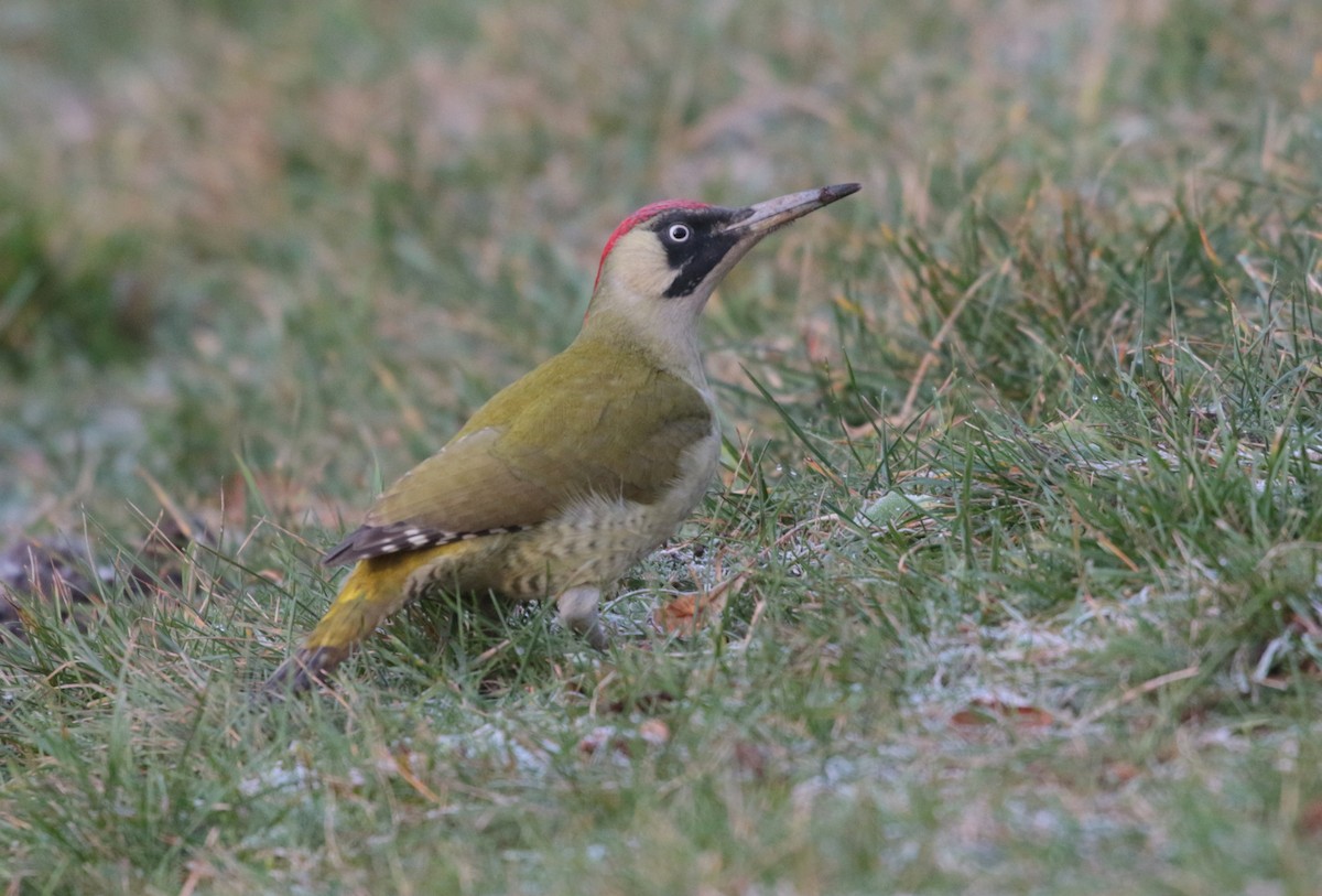 Eurasian Green Woodpecker - ML296439071