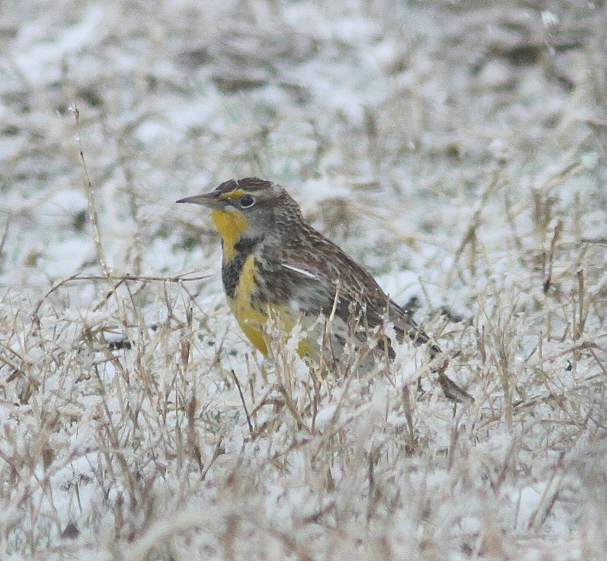 Western Meadowlark - ML296441521