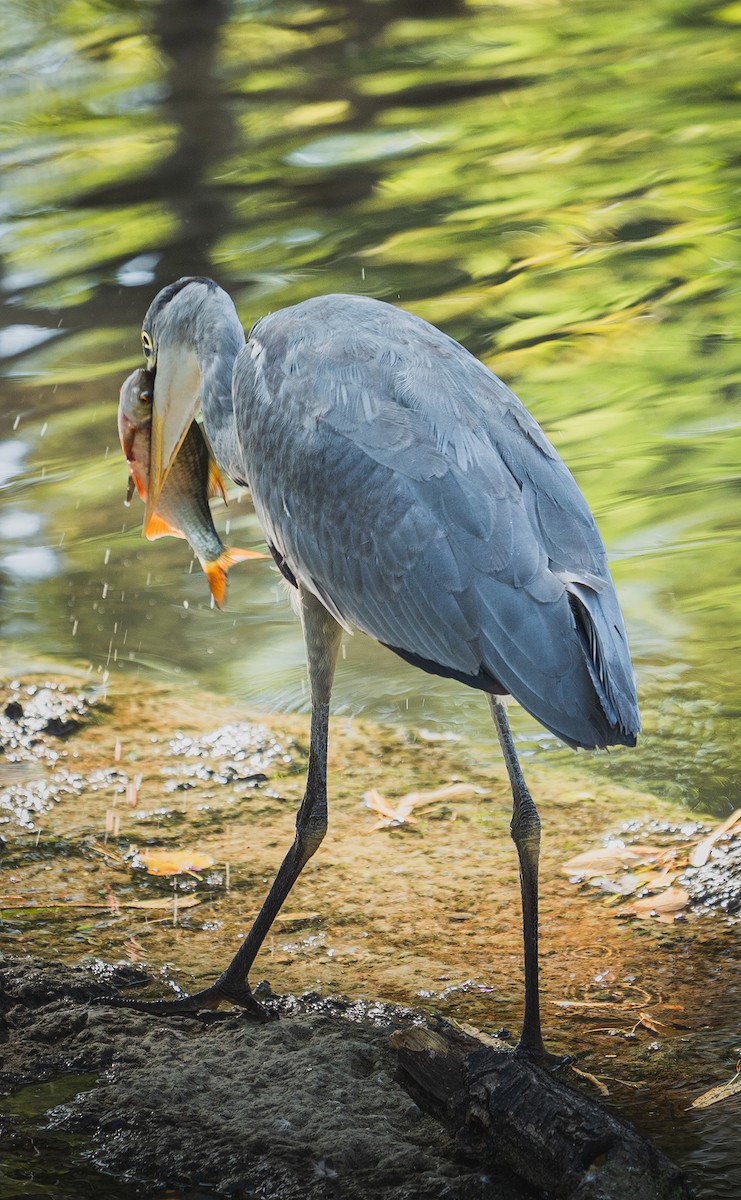 Gray Heron - ML296444631