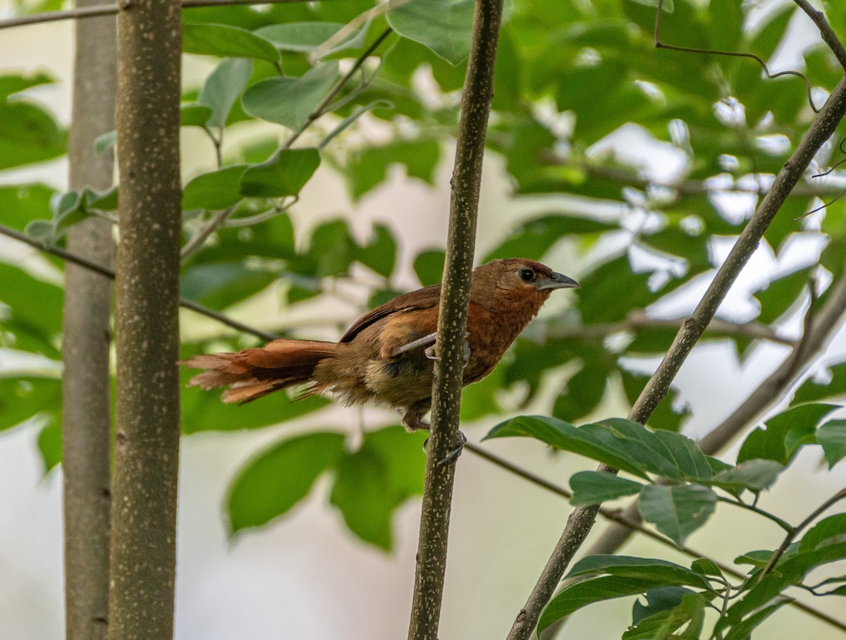 Orange-breasted Thornbird - David Carmo