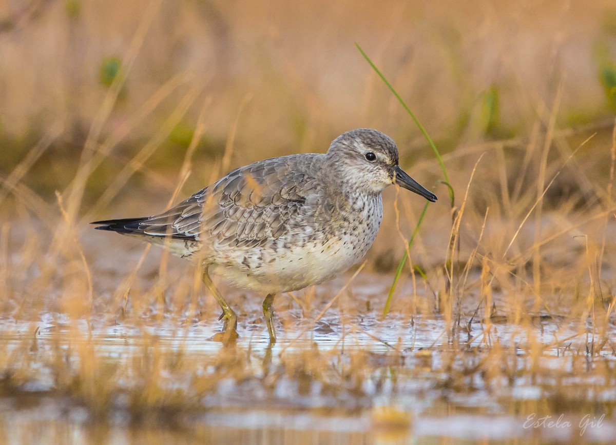 Red Knot - ML296447011