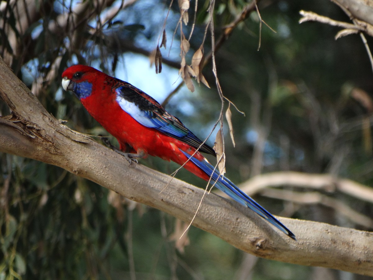 Crimson Rosella - ML296447321