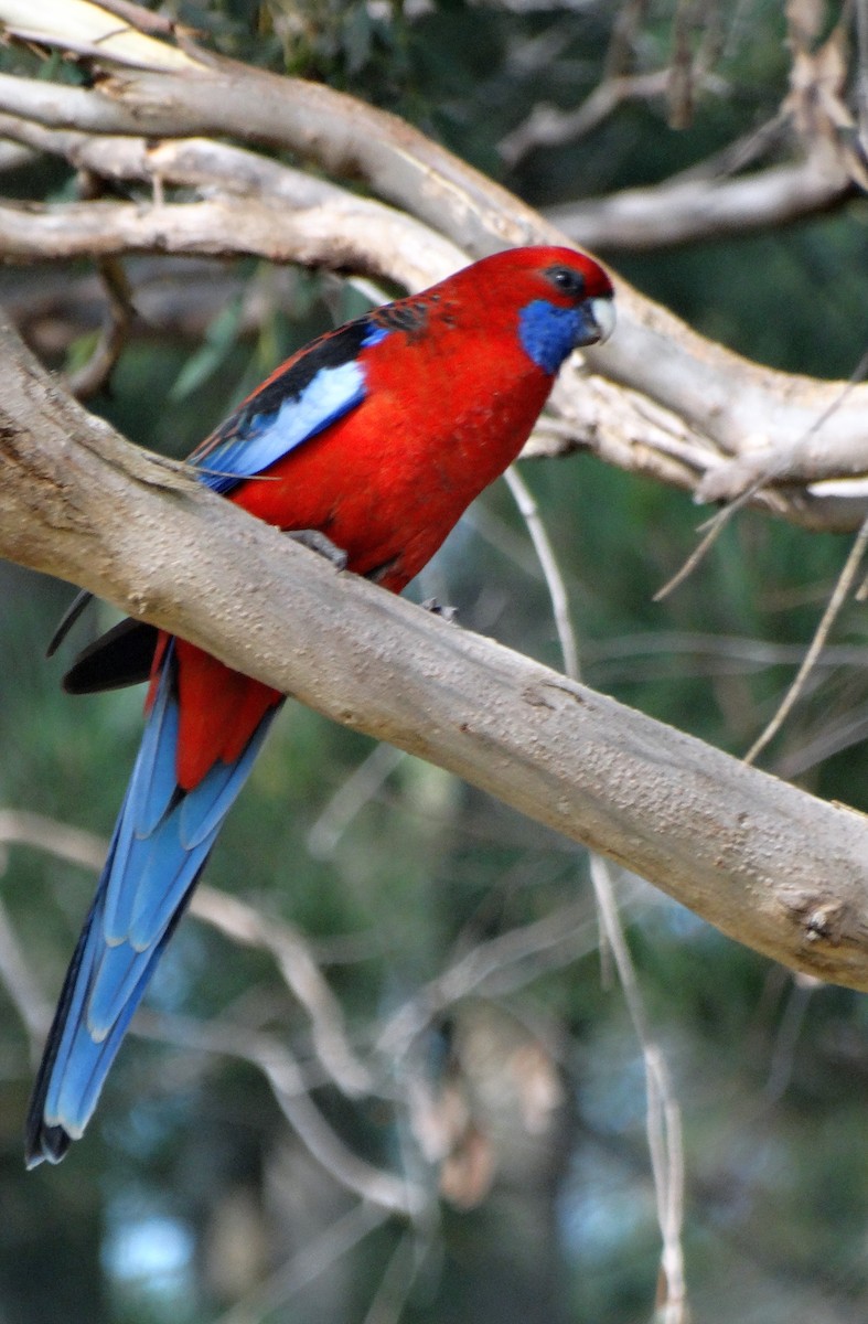 Crimson Rosella - ML296447461