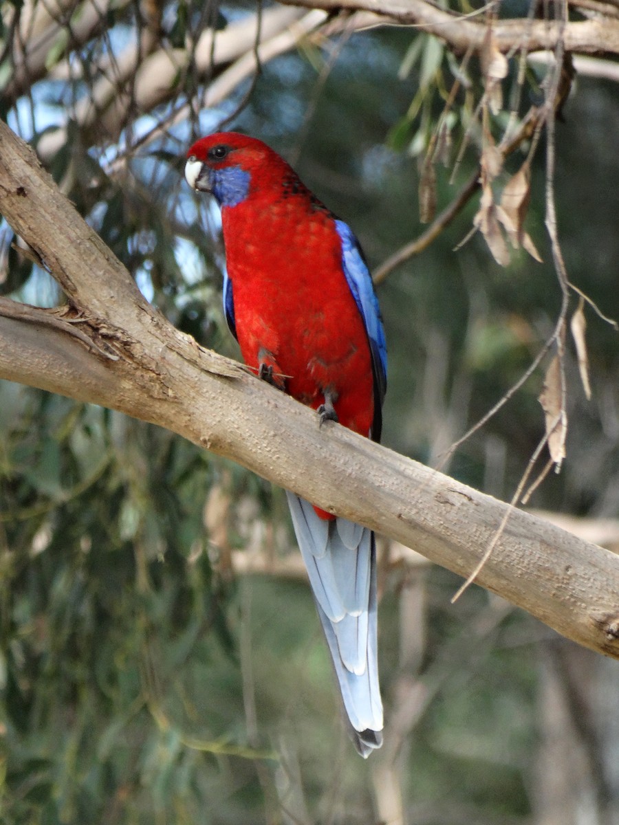 Crimson Rosella - ML296447471