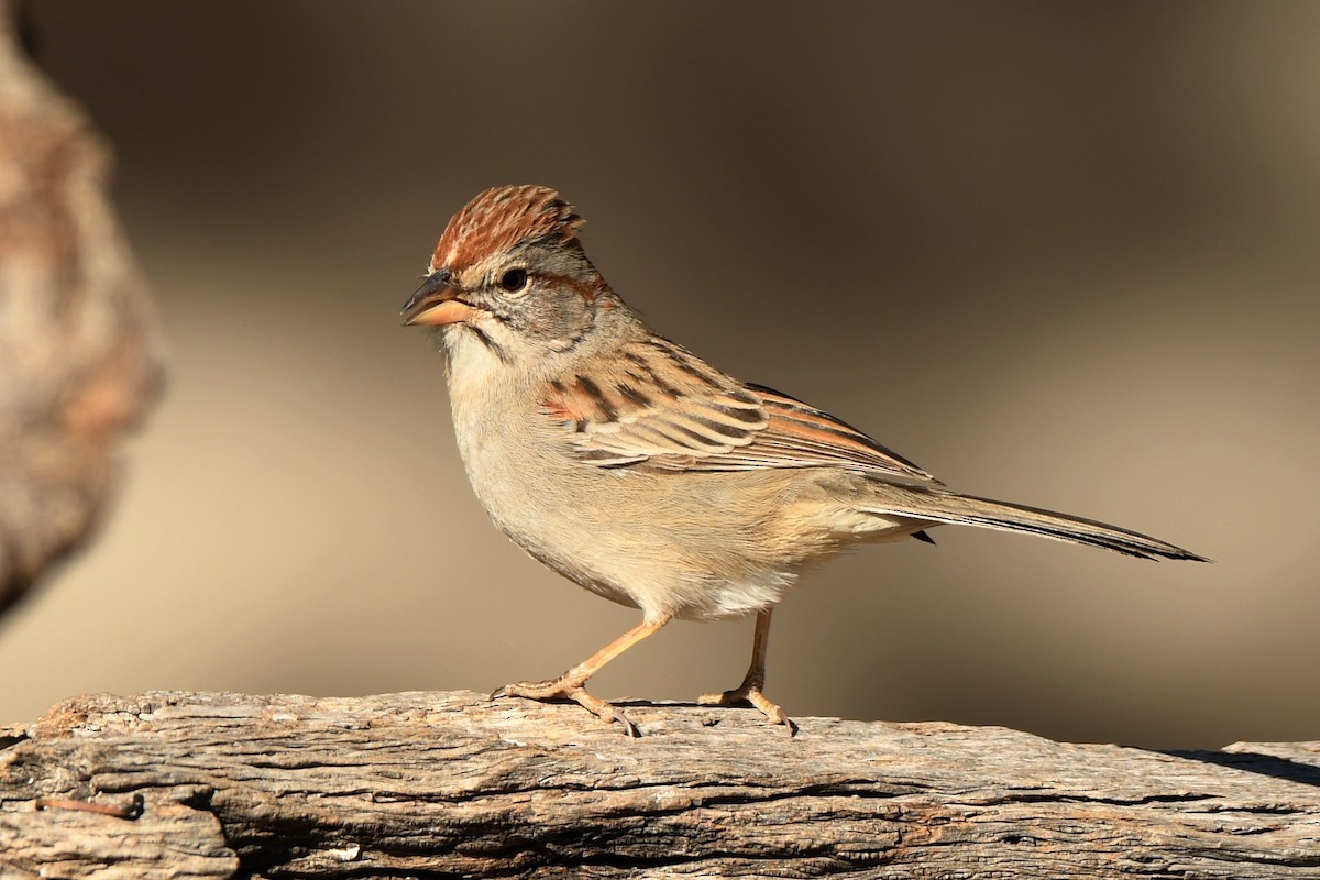 Rufous-winged Sparrow - Tony Battiste