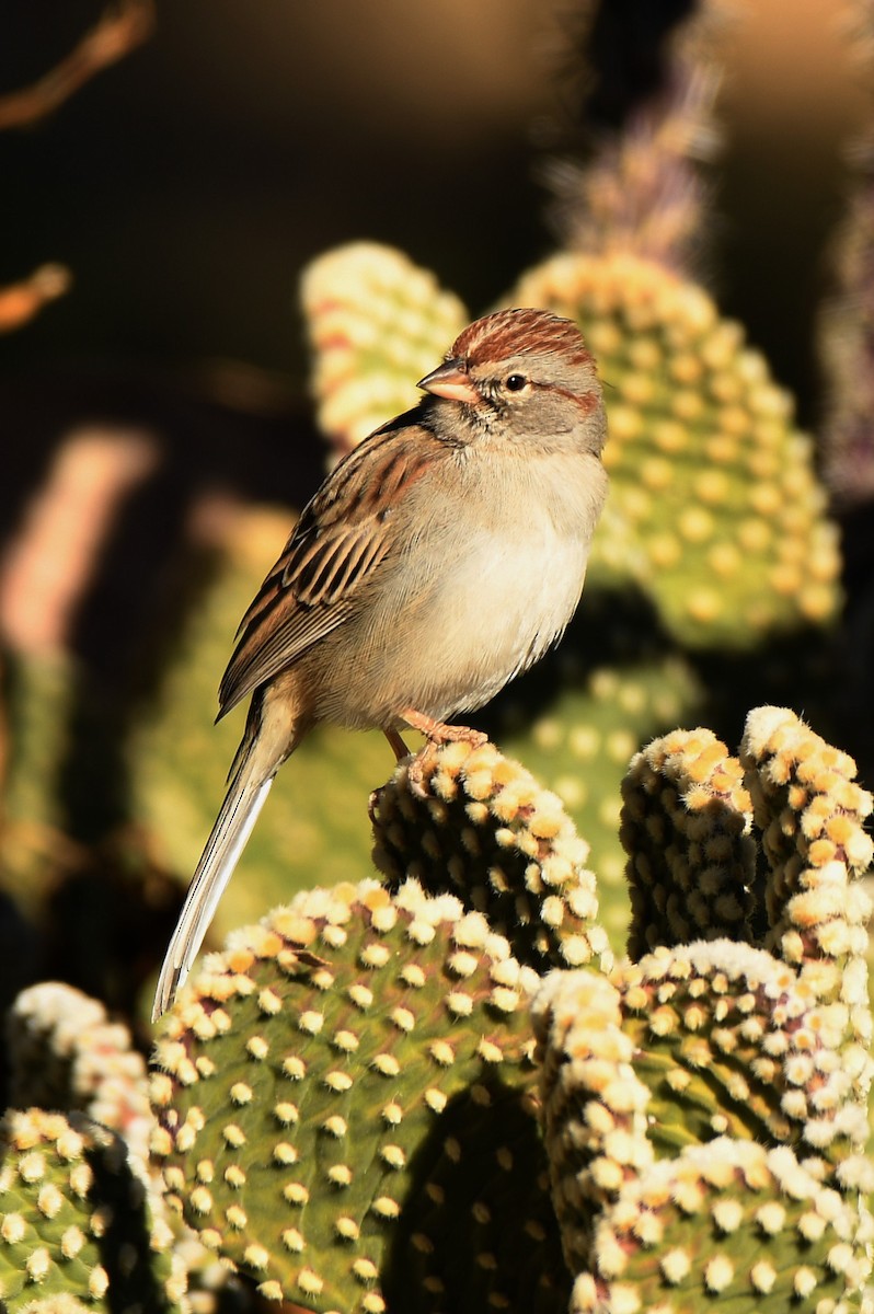 Rufous-winged Sparrow - Tony Battiste