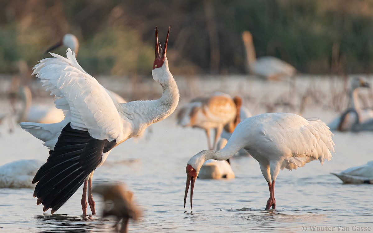 Siberian Crane - Wouter Van Gasse