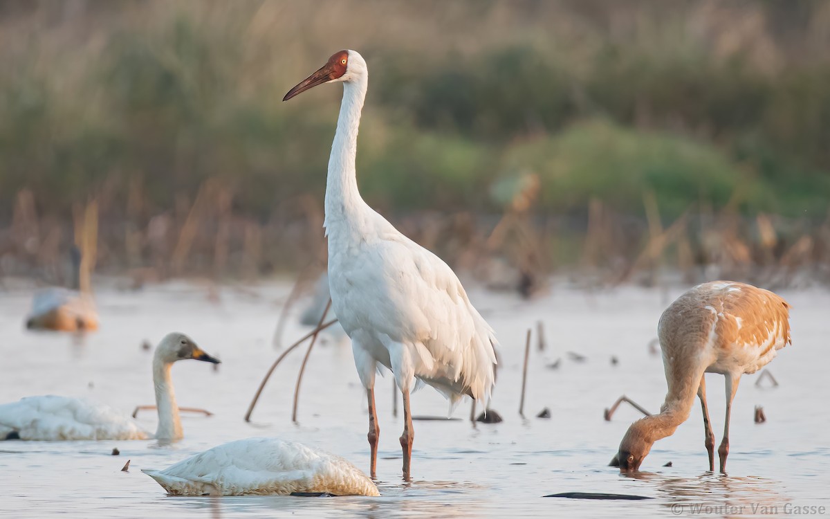 Siberian Crane - Wouter Van Gasse