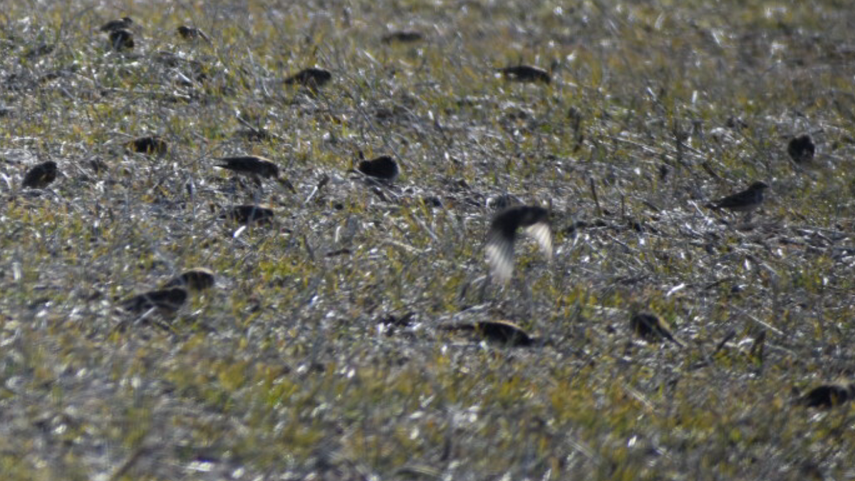 Lapland Longspur - ML296450791