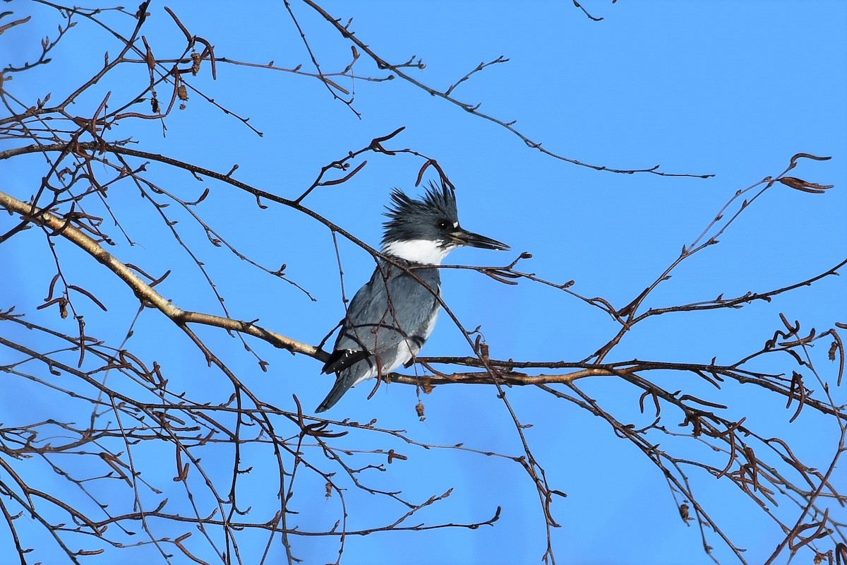 Belted Kingfisher - ML296451771