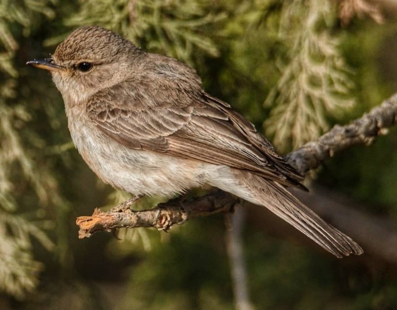 Gambaga Flycatcher - Abdullah  Hatim