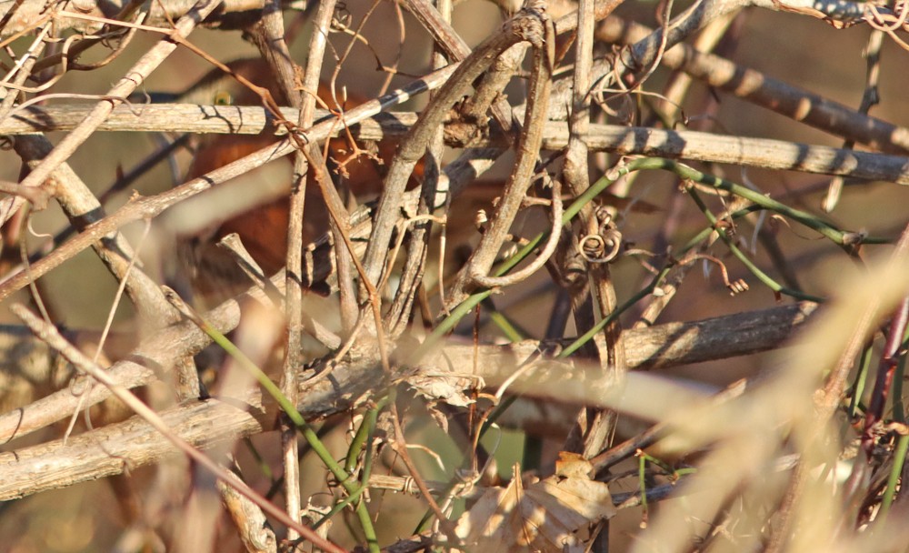Brown Thrasher - ML296455391