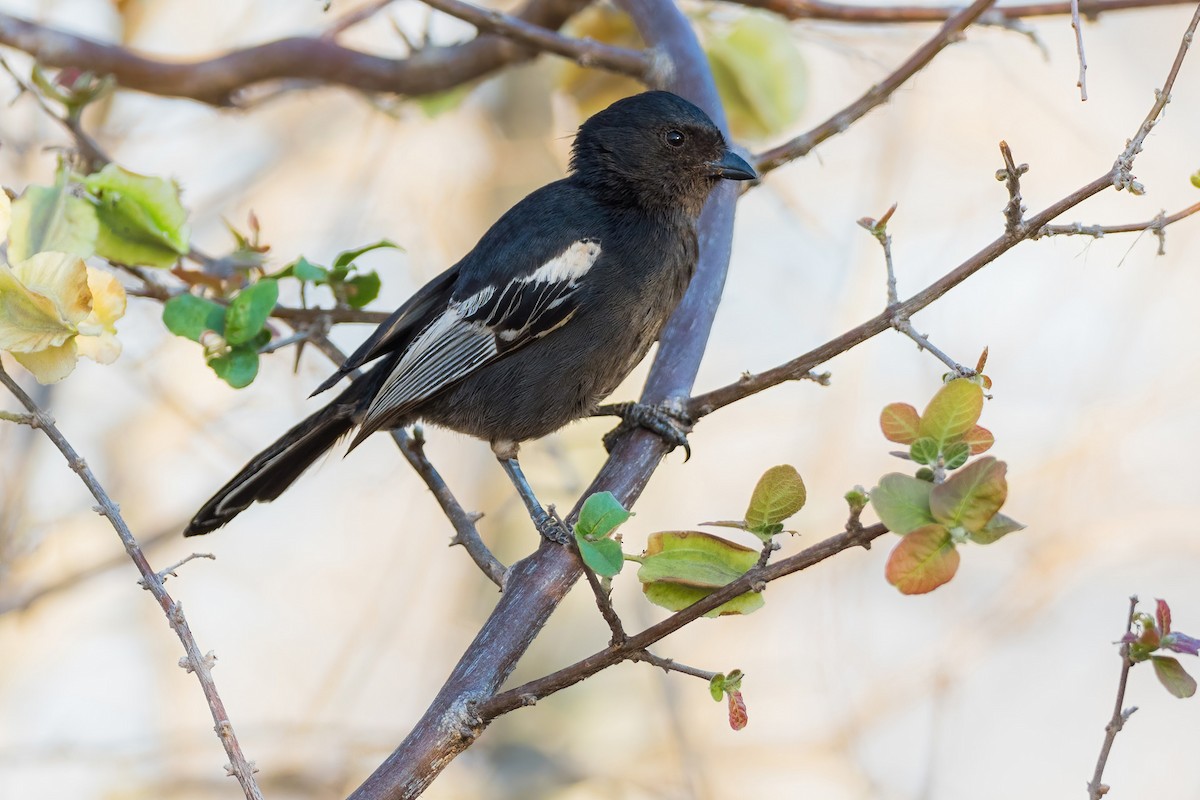 Southern Black-Tit - ML296455621