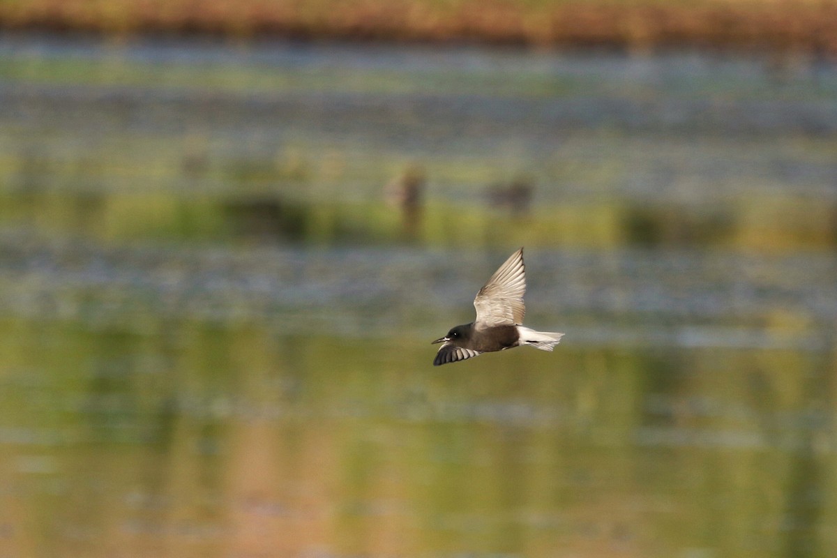 Black Tern - Eric Heisey