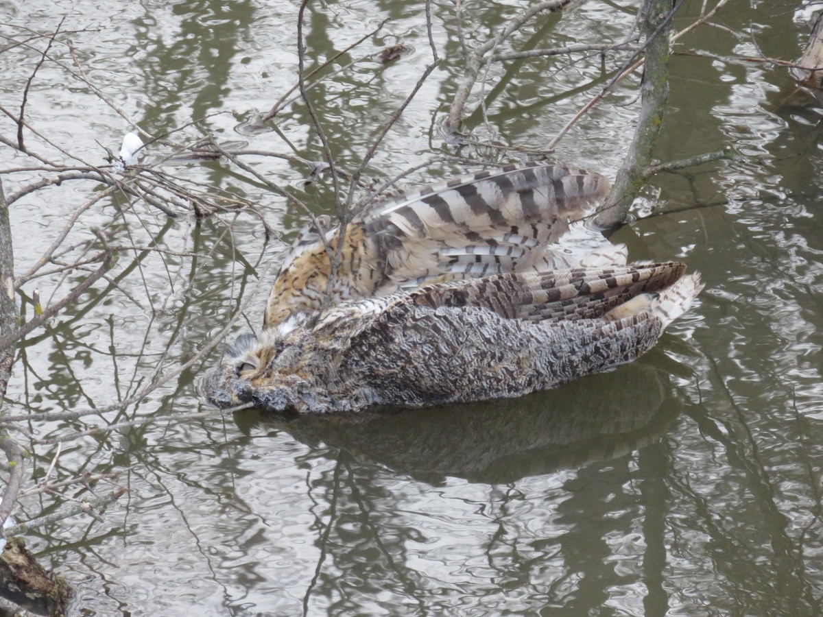 Great Horned Owl - Braden Meyer