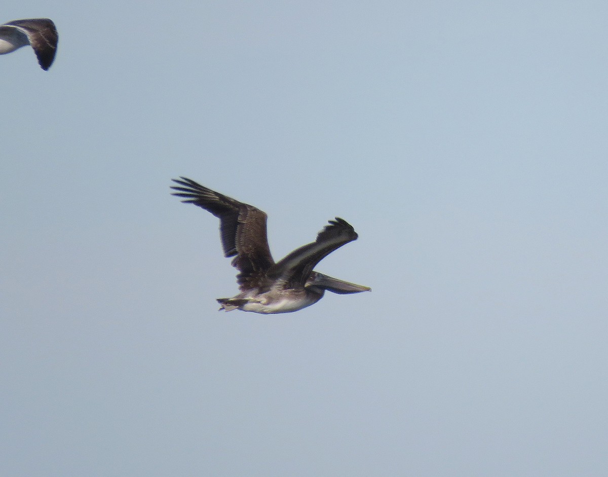 Brown Pelican - ML296460051