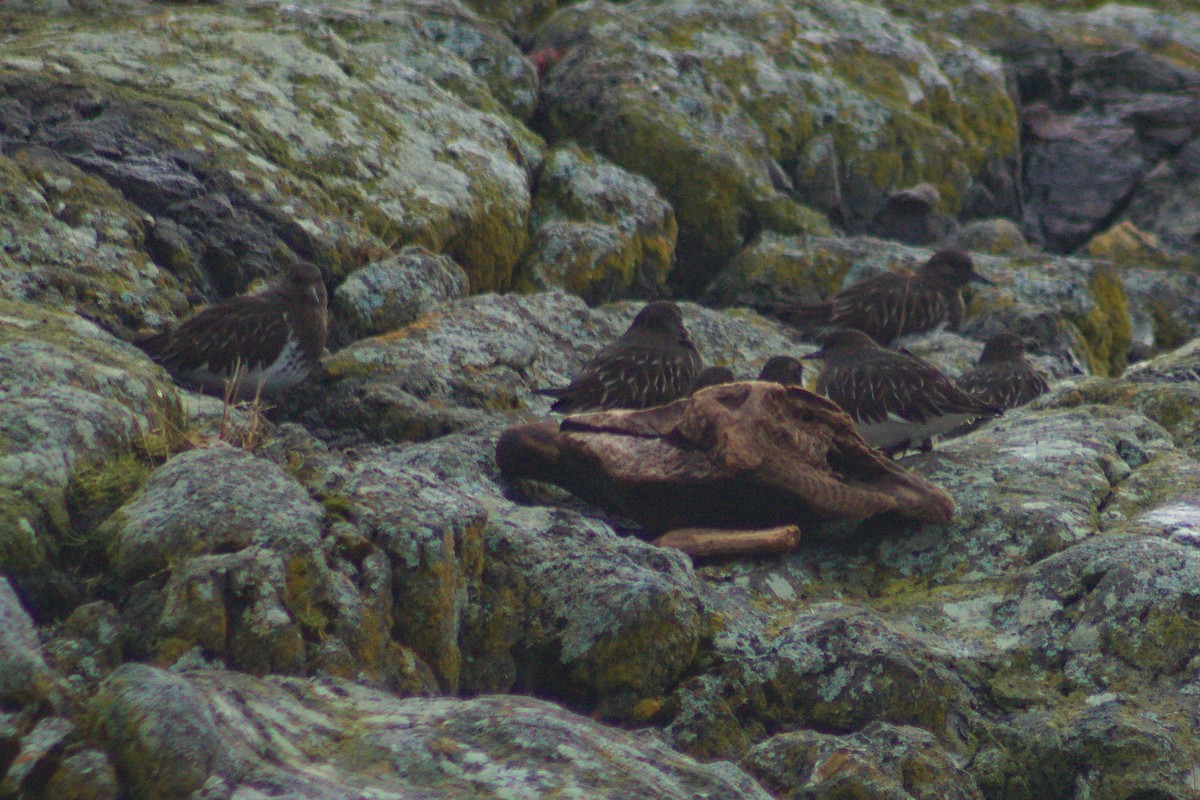 Black Turnstone - ML296460251