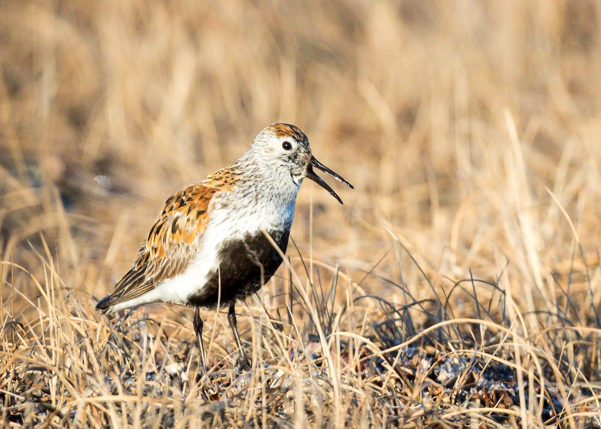 Dunlin - ML296461341