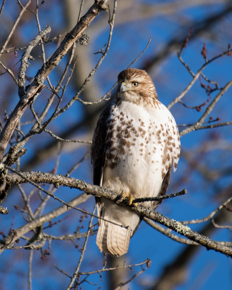 Red-tailed Hawk - Carol Hildebrand